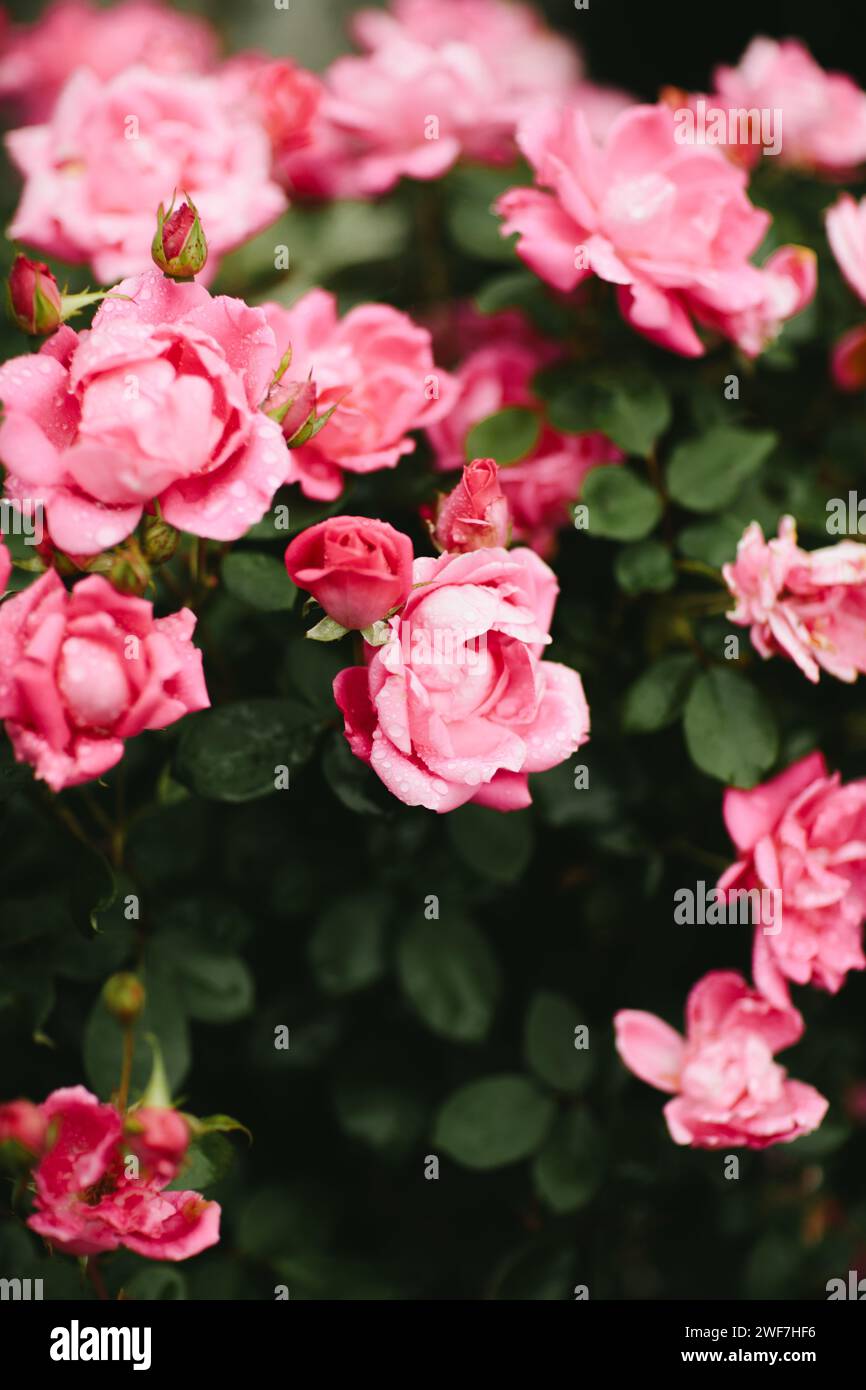 rain drops on roses in spring Stock Photo