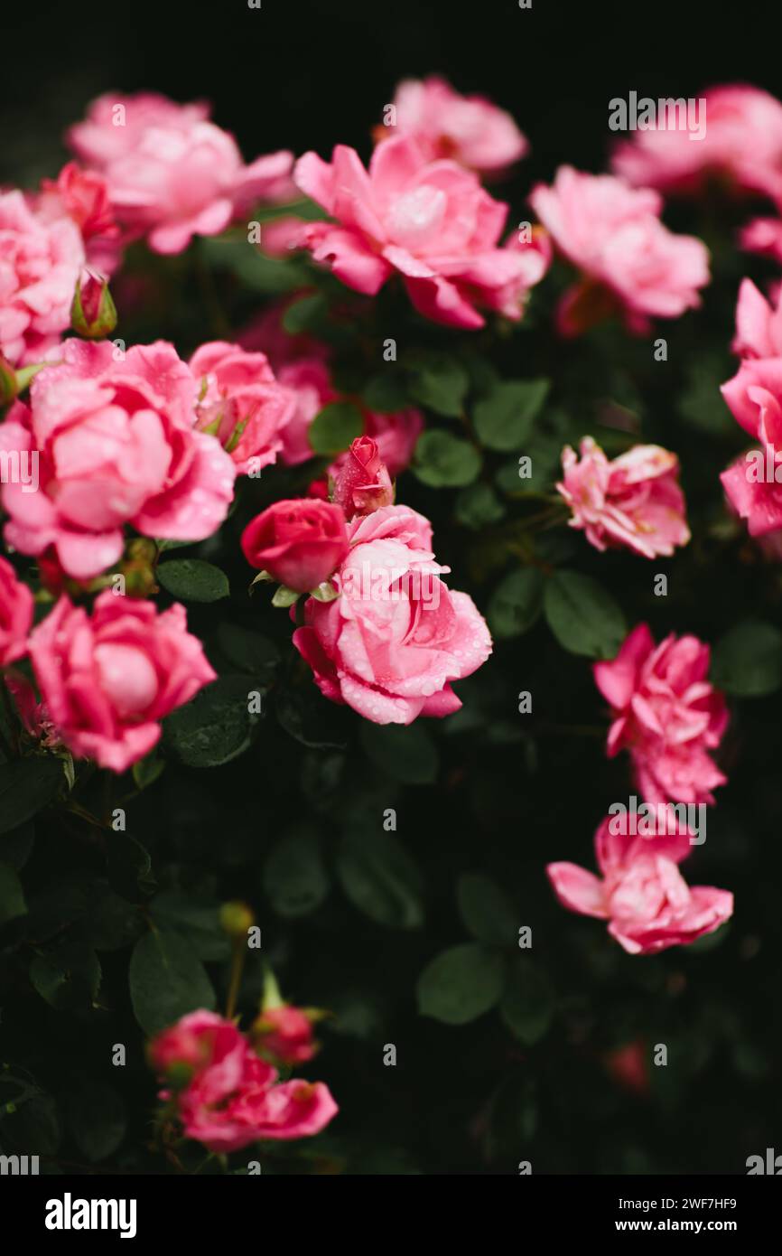 rain drops on roses in the garden Stock Photo