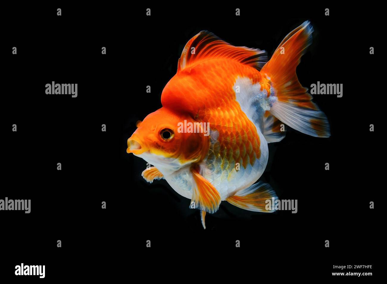 Red & White Ryukin Goldfish (Carassius auratus) Stock Photo
