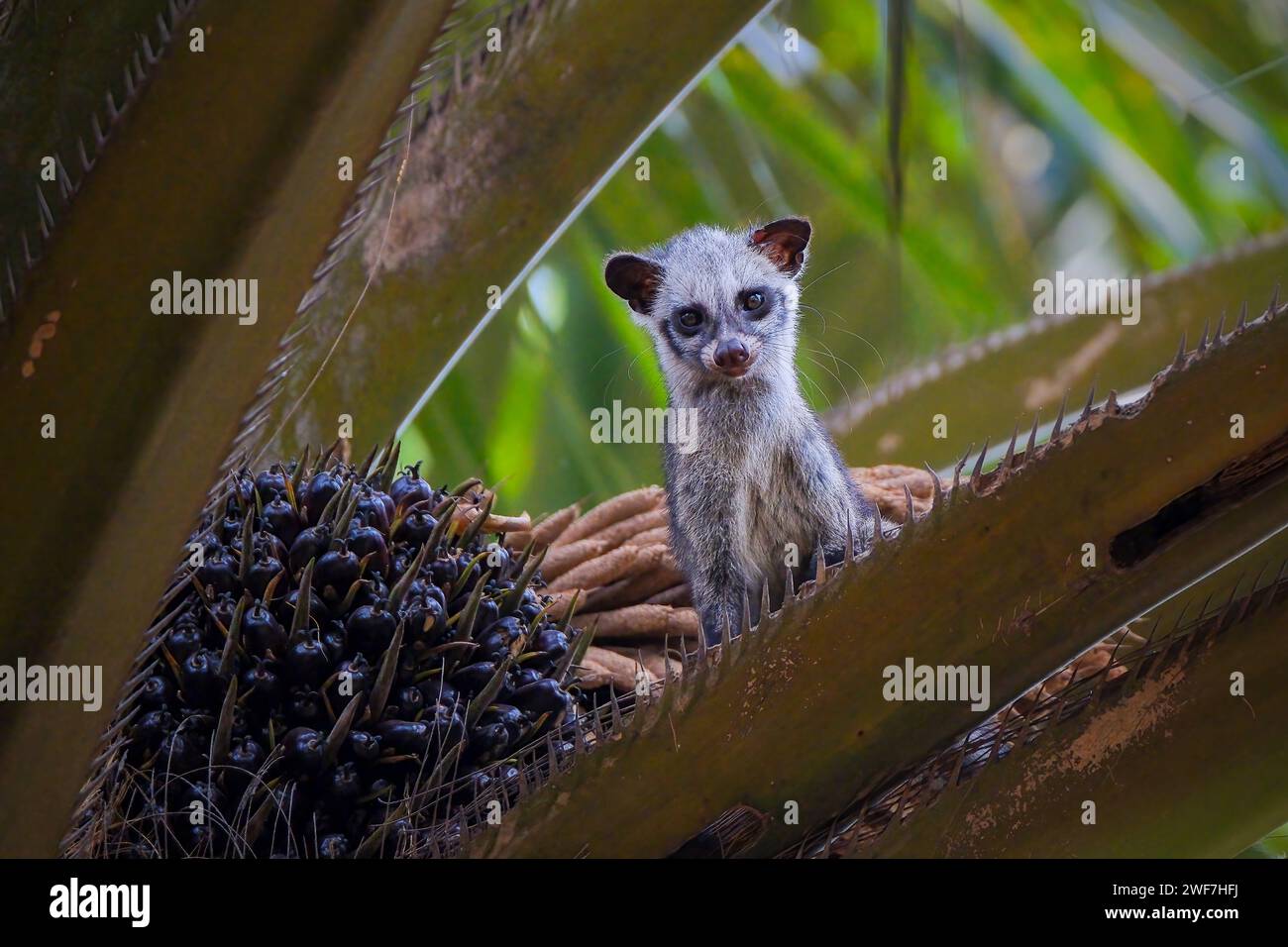 Asian palm civet on the tree Stock Photo - Alamy