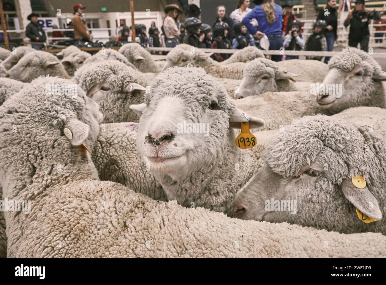 Sheep in a cage during mutton busting rodeo event Stock Photo Alamy