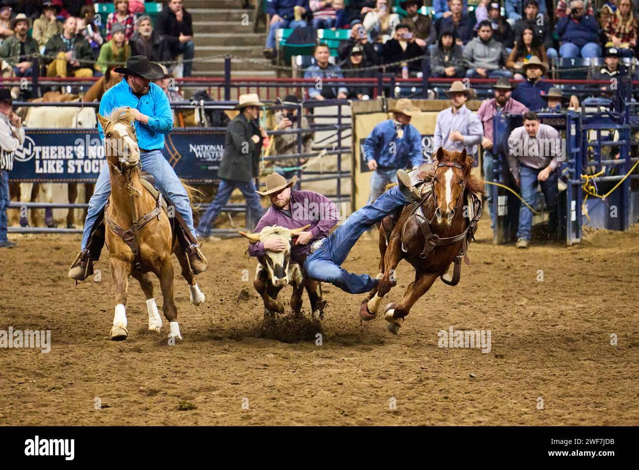 Cowboy jumping from horse to steer in steer wrestling rodeo event Stock