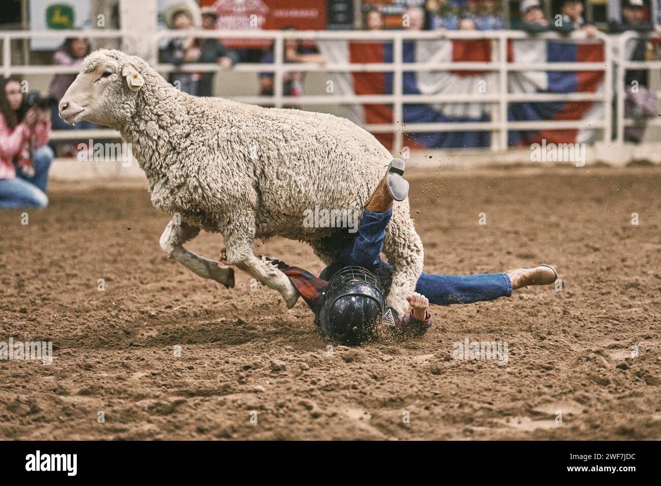 Child being trampled by a sheep during a mutton busting event at rodeo