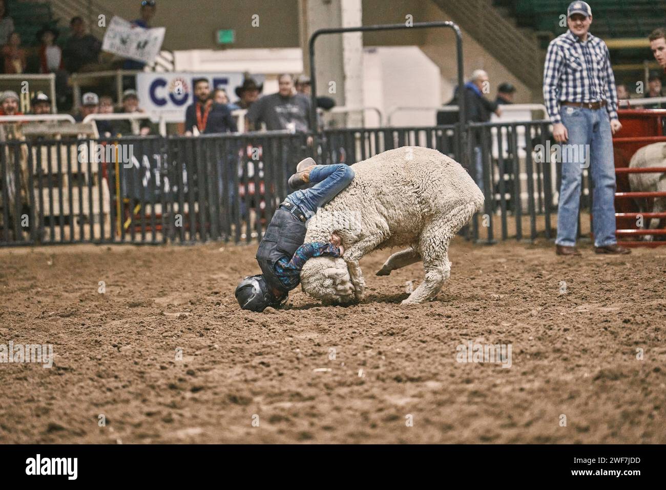 Child falling off of sheep in mutton busting rodeo event Stock Photo