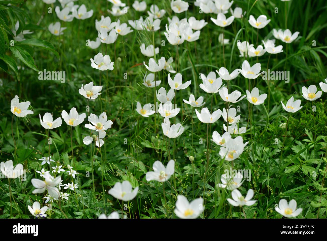 Group of white spring anemone woodland flowers in the garden. Stock Photo