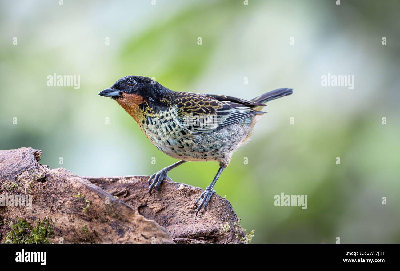 A closeup of a rufous-throated tanager (Ixothraupis rufigula) perched on branch Stock Photo