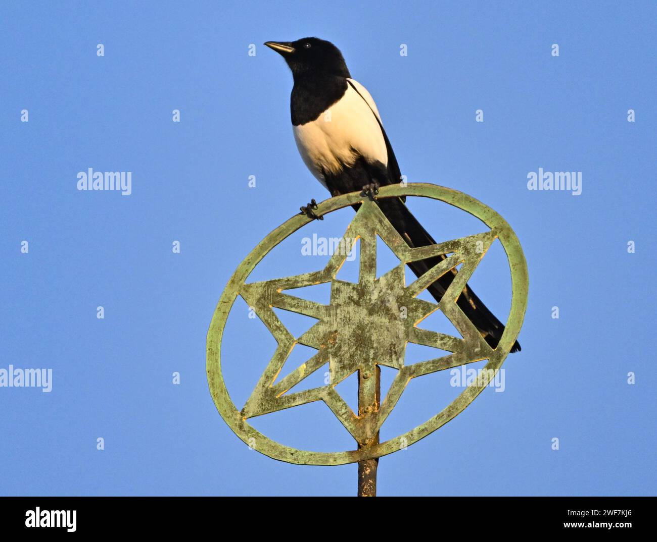 Liebbenichen, Germany. 28th Jan, 2024. A magpie (Pica pica) on the crown of a church. The magpie is one of the most striking corvids in Europe with its contrasting shiny black and white plumage Credit: Patrick Pleul/dpa/Alamy Live News Stock Photo