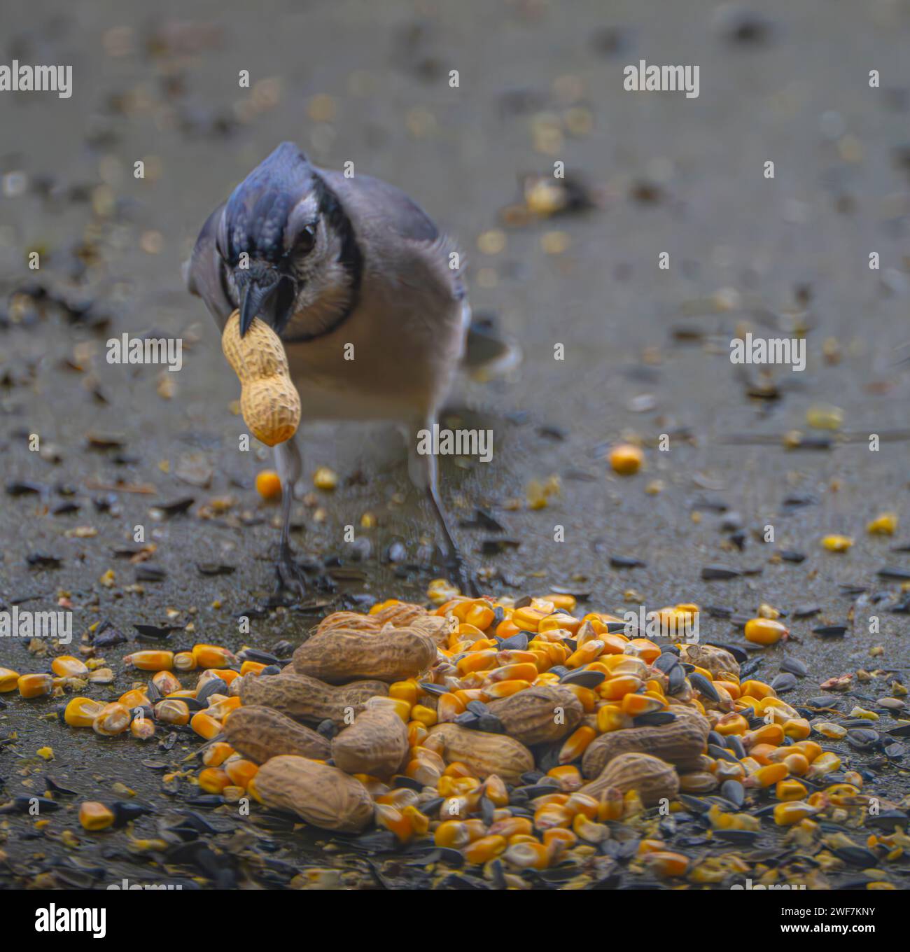 A blue jay (Cyanocitta cristata) feeding on kernels and peanuts on the ground Stock Photo