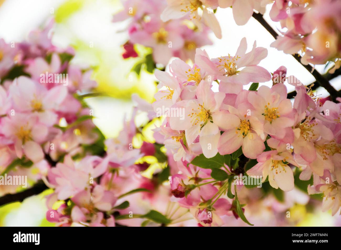 apple twig in full blossom. lush pink flowering nature background in springtime Stock Photo