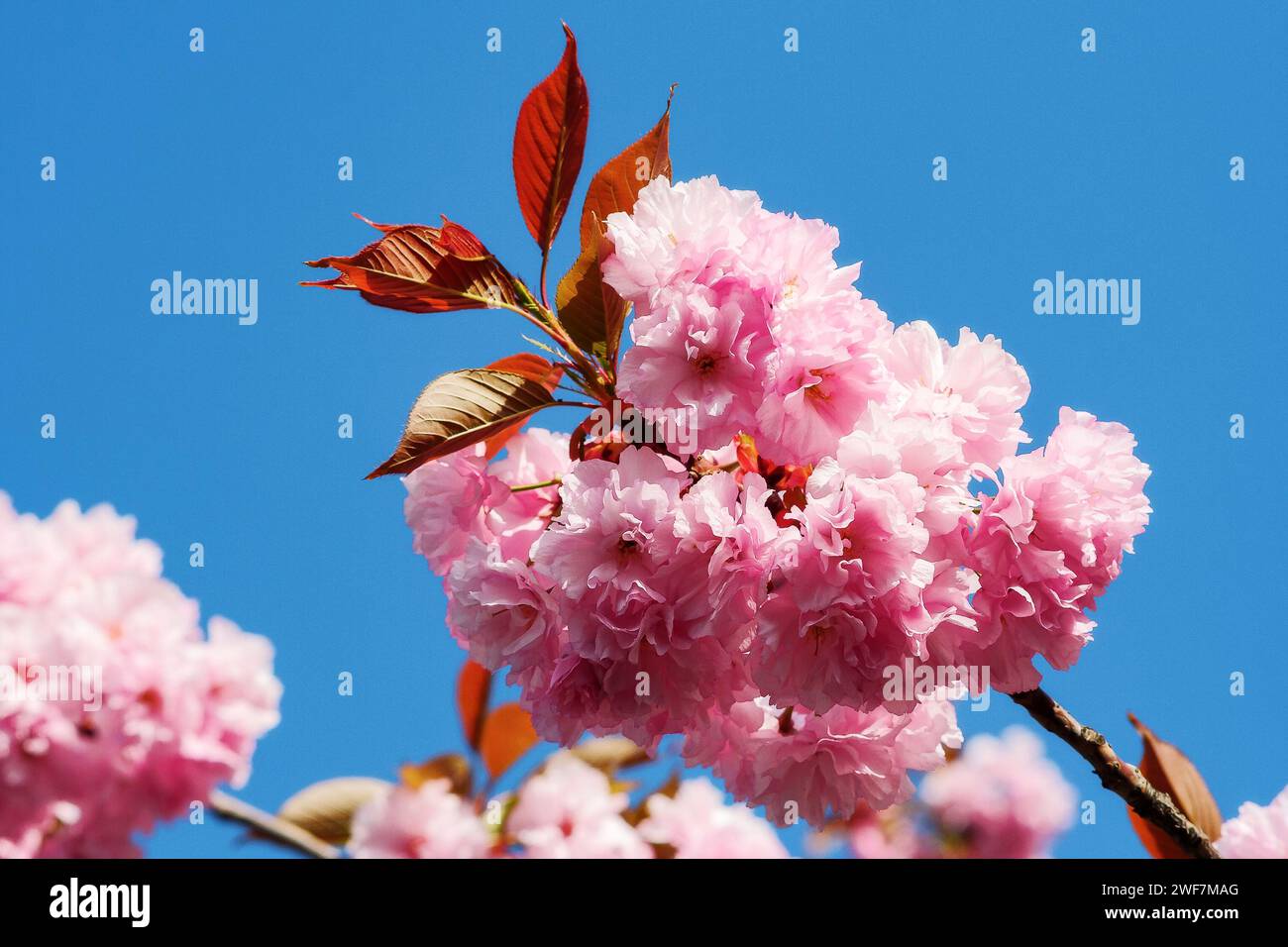 skura branch in blossom in front of a blue sky on a sunny day. spring nature background Stock Photo