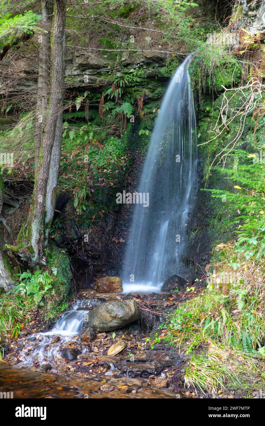 Small waterfall in Hamsterley Forest, County Durham, England, UK. Stock Photo