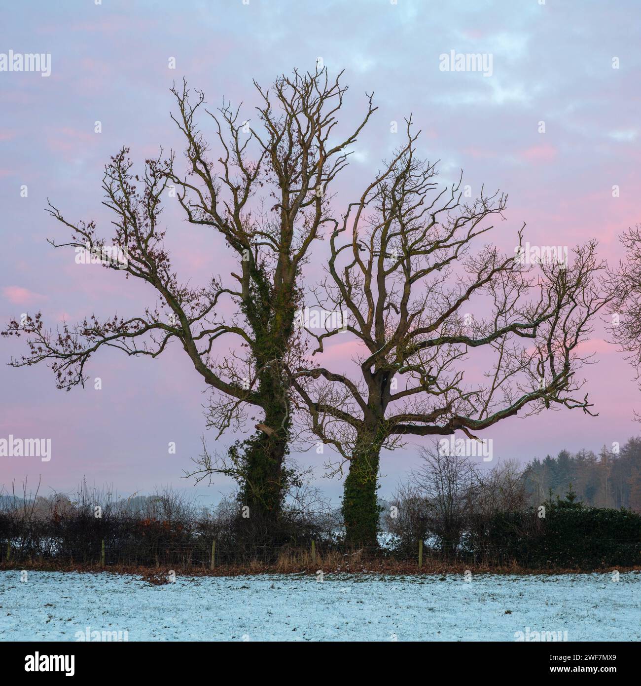 Winter scene at sunset with pink clouds and snow. County Durham, England, UK. Stock Photo