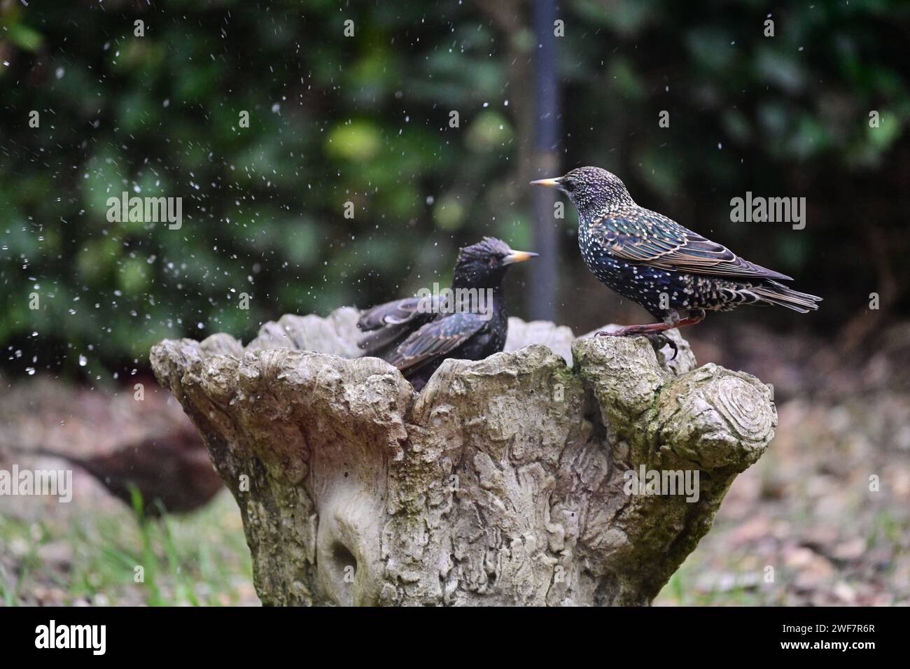 Starlings splashing in bird bath, in Winter in Haworth,  West Yorkshire Stock Photo