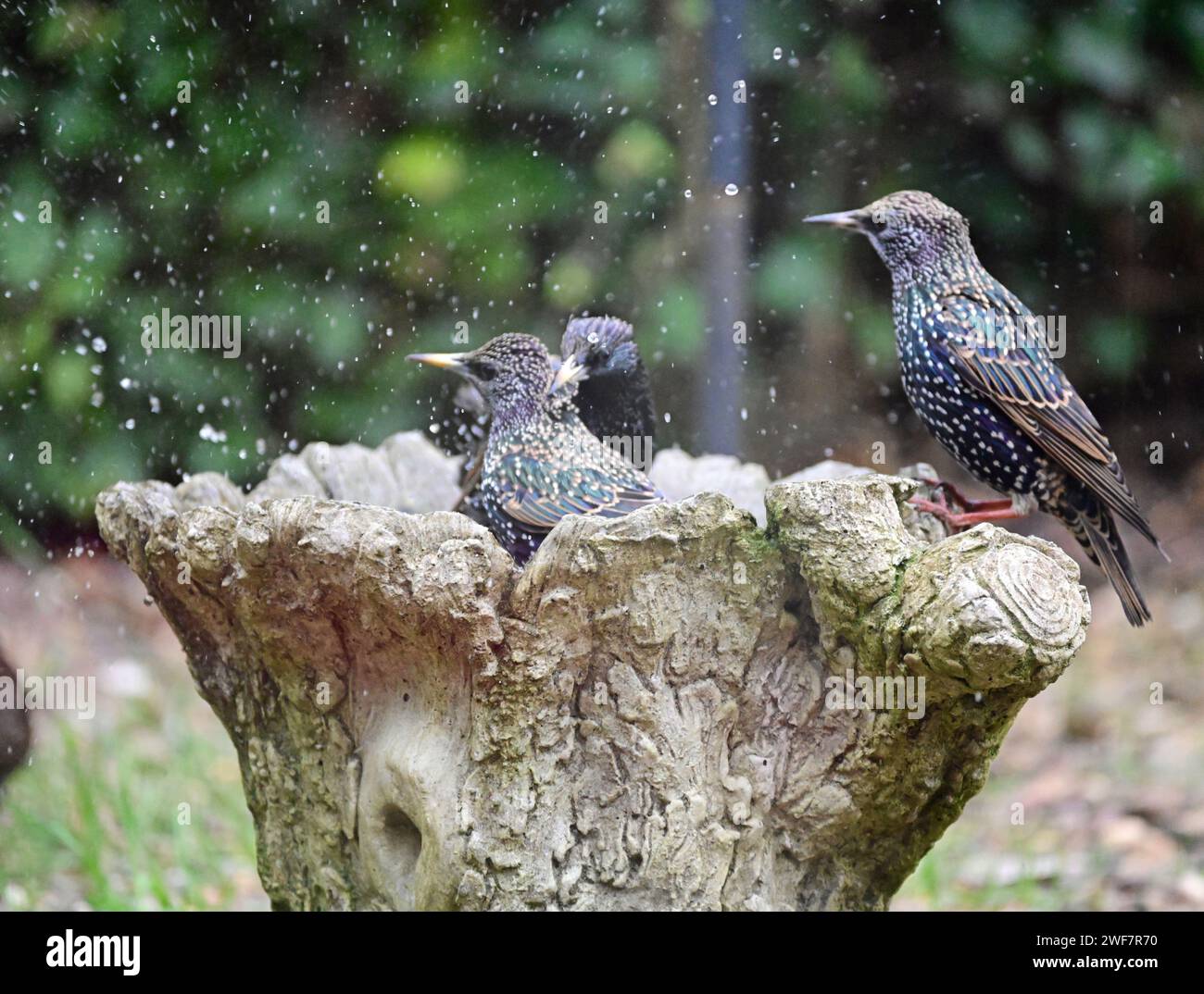 Starlings splashing in bird bath, in Winter in Haworth,  West Yorkshire Stock Photo