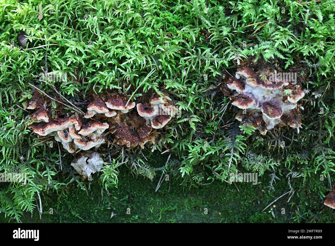 Postia calvenda, also called Postia leucomallella, a bracket fungus from Finland, no common English name Stock Photo