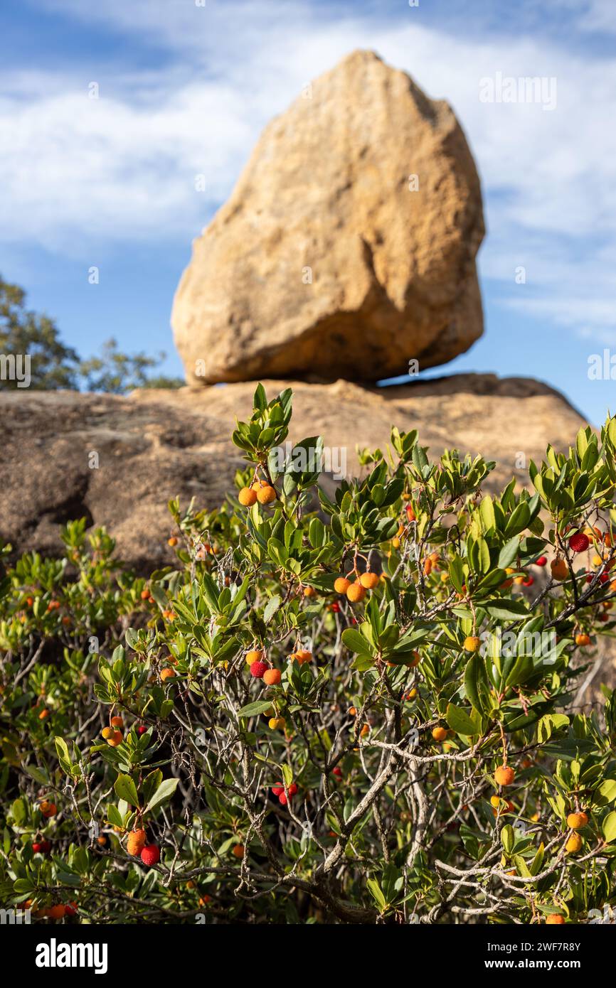 Strawberry tree o cane apple (Arbutus unedo) fruits Stock Photo Alamy