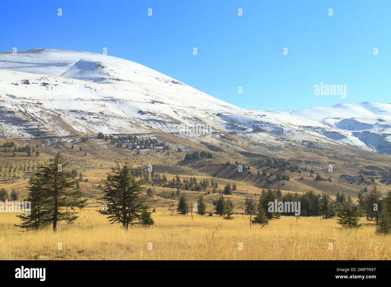Cedrus Libani, Cedar of God , trees against snow covered summits and blue sky. Stock Photo
