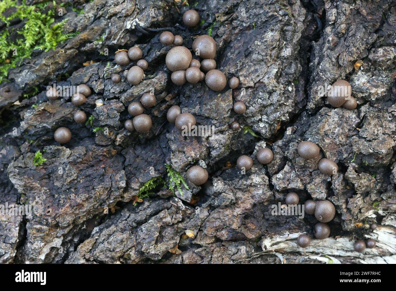 Lycogala epidendrum, commonly known as wolf's milk, groening's slime mold, aethalia or fruiting bodies on decaying wood Stock Photo