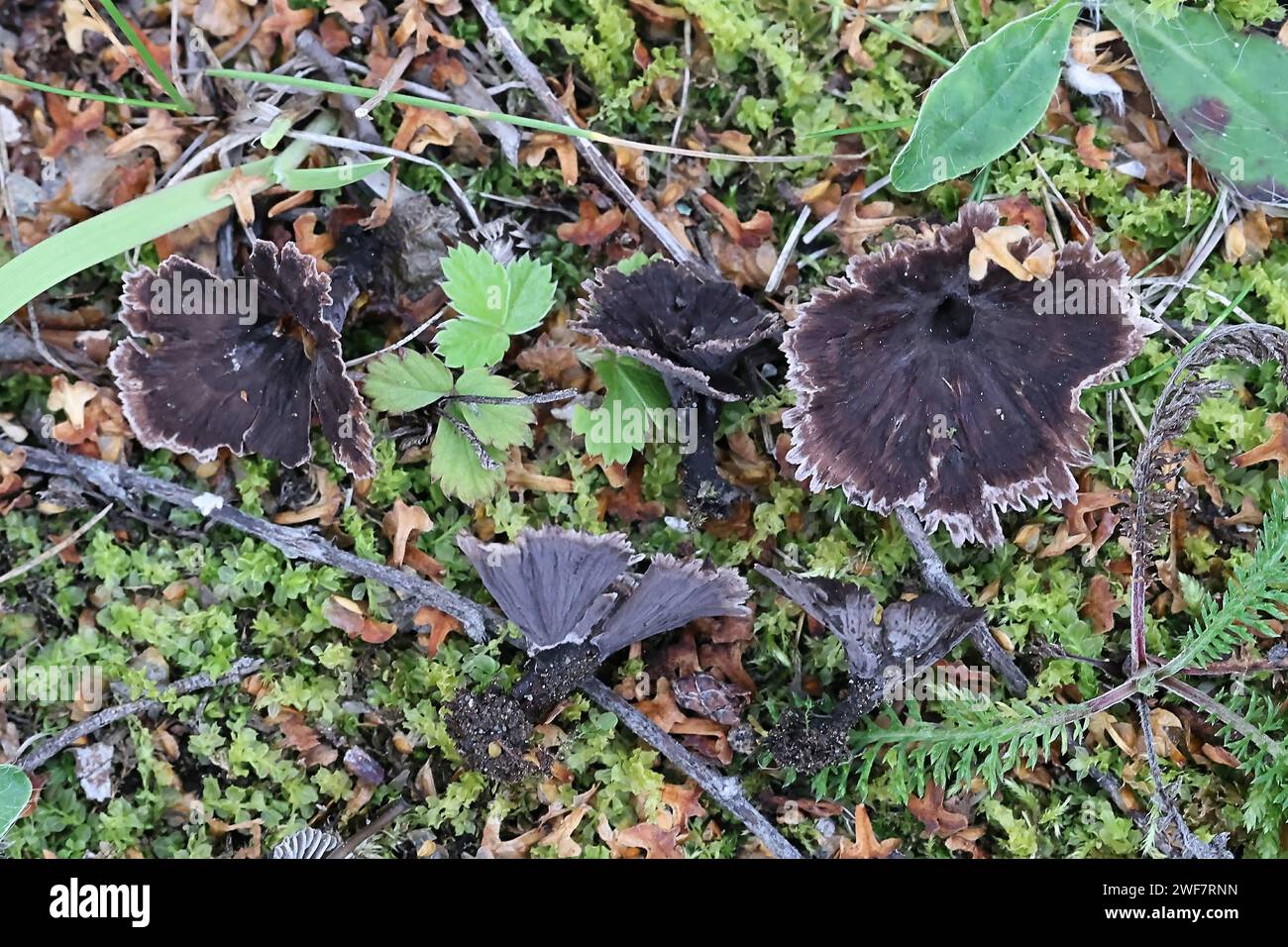 Thelephora caryophyllea, commonly called the Carnation Fungus or Carnation Earthfan, wild fungus from Finland Stock Photo
