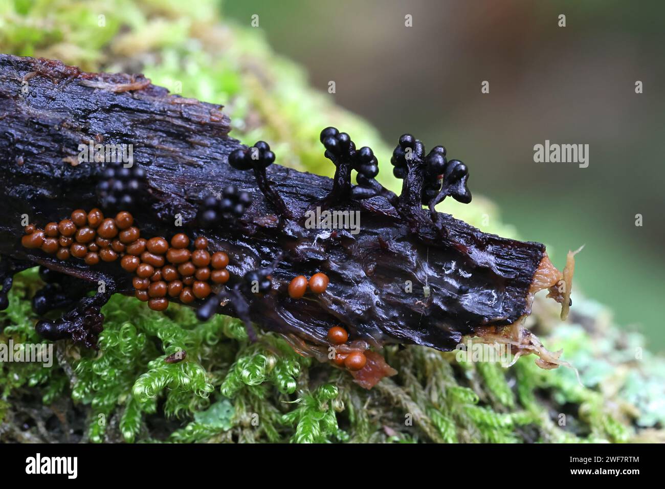 Metatrichia floriformis, known as Wasp nest slime mold, clustered black sporangia Stock Photo