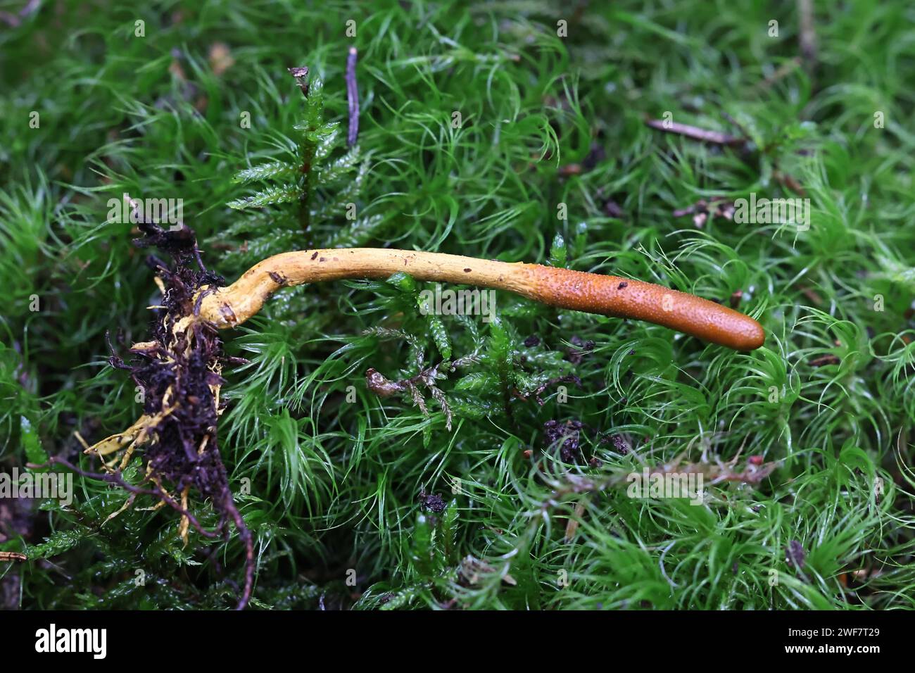 Tolypocladium ophioglossoides, known as the snake's tongue, golden thread cordyceps or snaketongue truffleclub, wild medicinal fungus from Finland Stock Photo