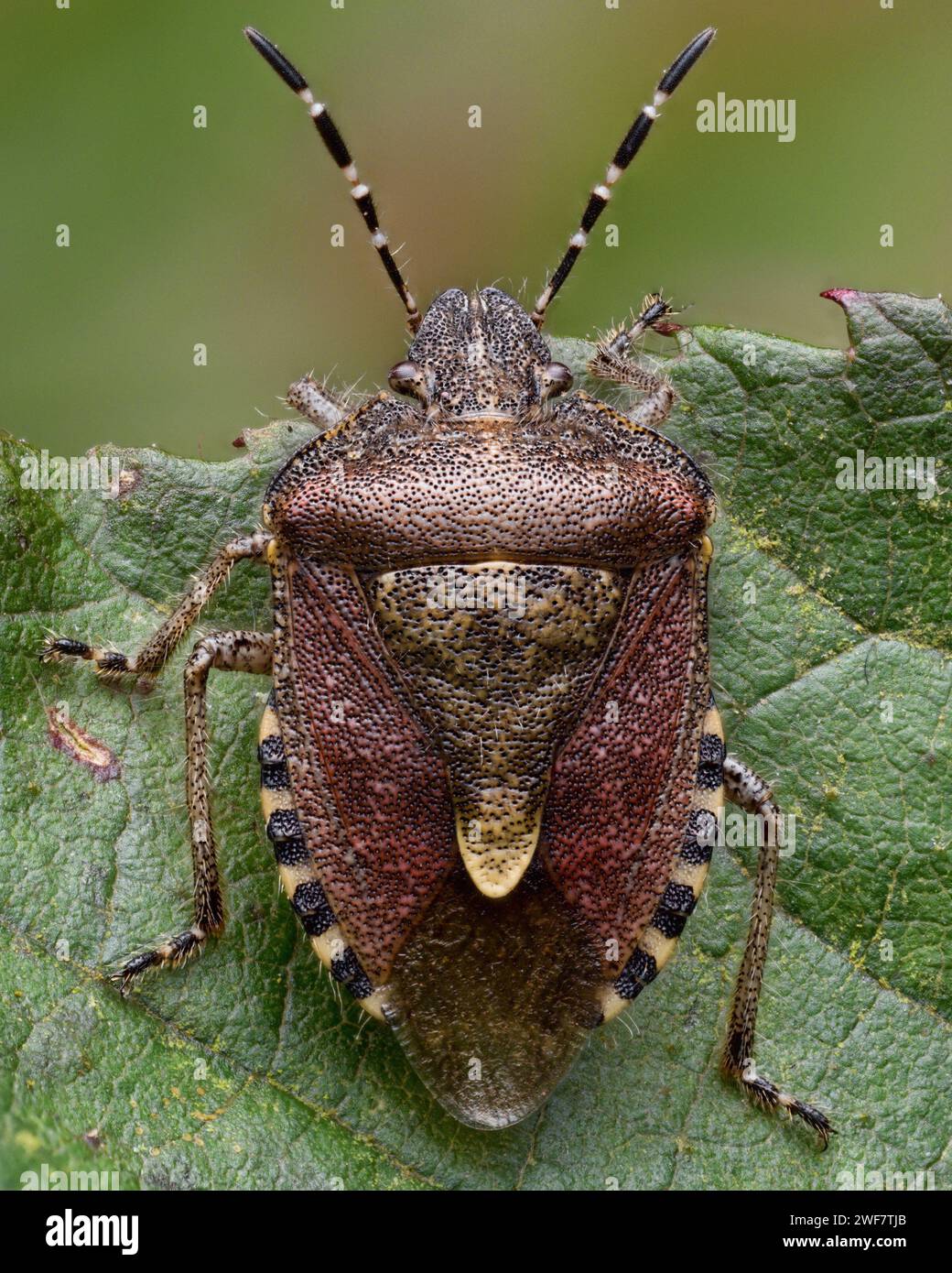 Shieldbug Overwintering Hairy Shieldbug (Dolycoris baccarum) on bramble ...