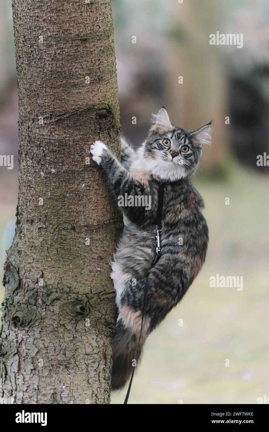 Adventurous Maine Coon cat explores a tree in nature Stock Photo - Alamy