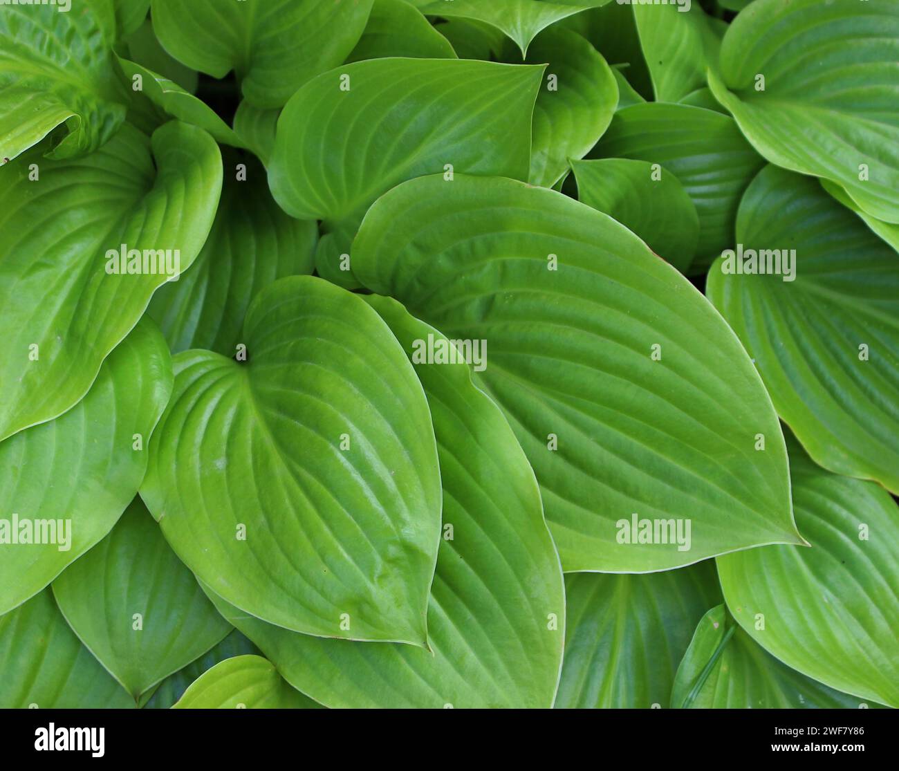 Green Broad Leaves Of Jungle Plant Texture Background Stock Photo