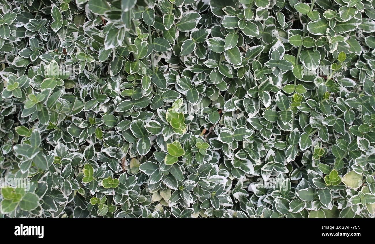 Pattern of green hedge plants detailed stock photo for backgrounds Stock Photo