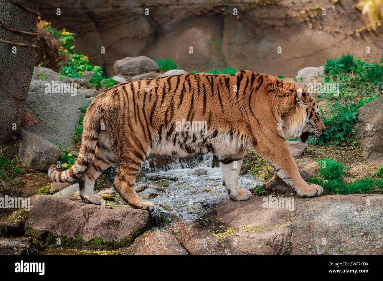 A tiger strolling near water and trees on rocky terrain Stock Photo