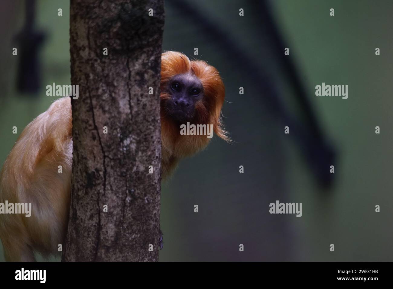 A golden lion tamarin with vibrant orange hair peeks behind a tree trunk Stock Photo