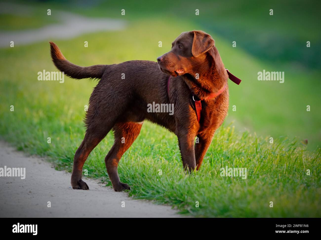 A brown labrador stands in a sunny park during the day Stock Photo