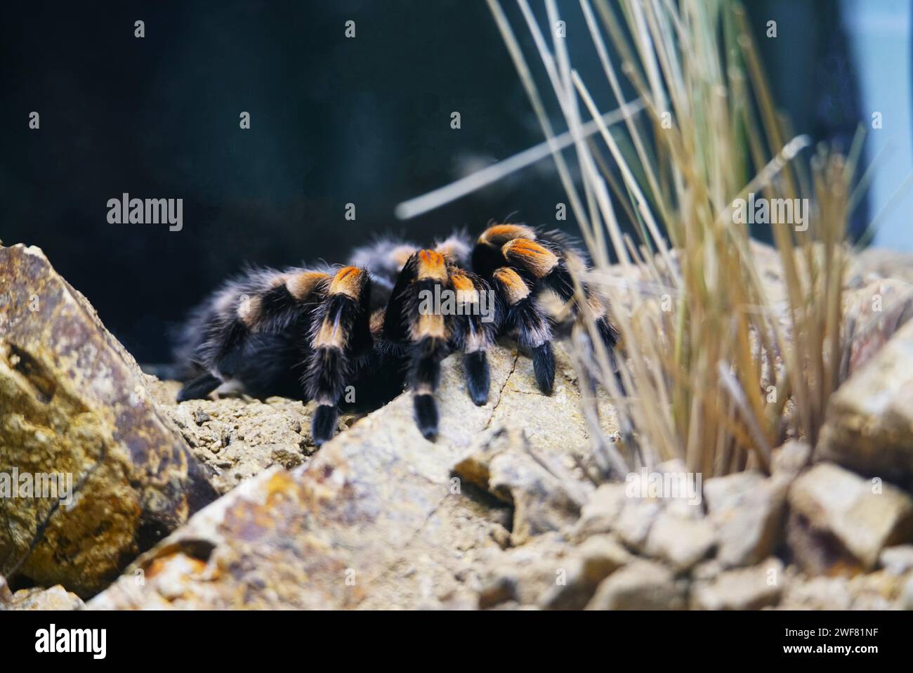 A closeup shot of a Mexican redknee tarantula, Brachypelma smithi Stock Photo