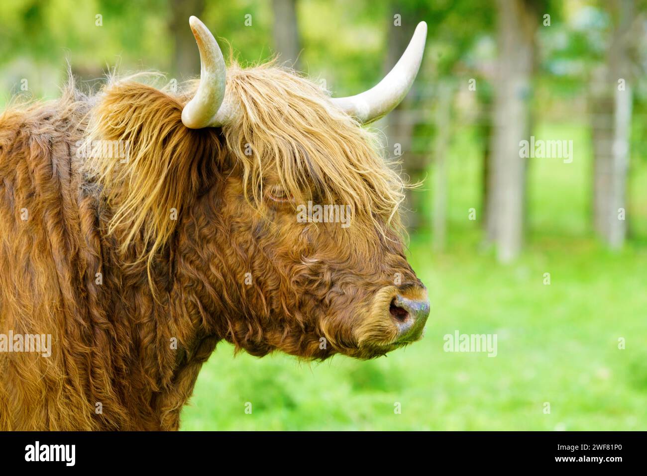 A Highland cow standing in a grassy meadow Stock Photo - Alamy