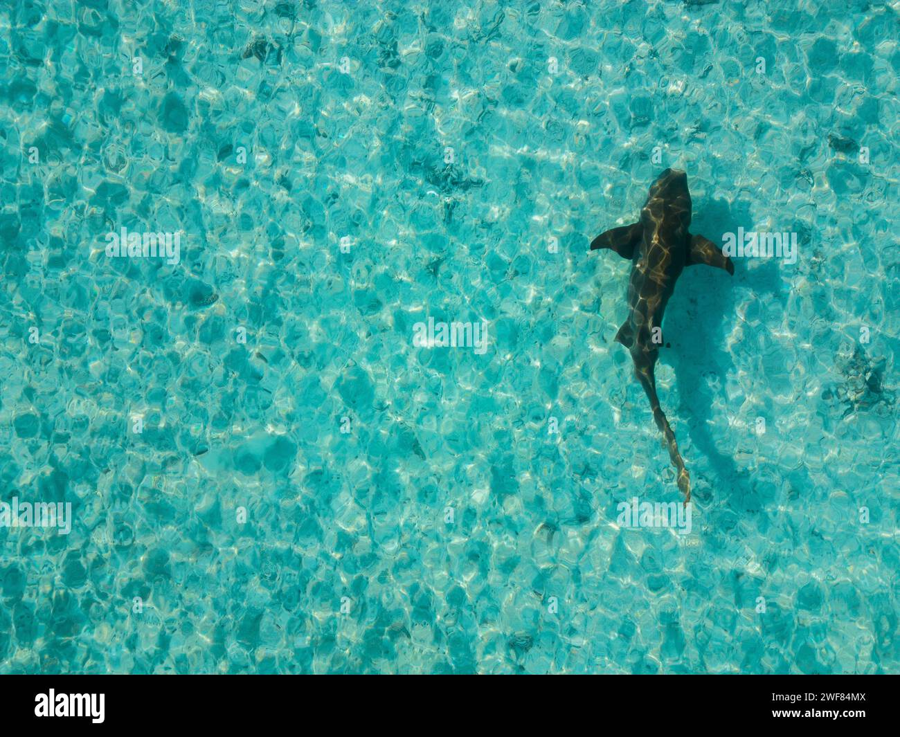 nursing-shark-hi-res-stock-photography-and-images-alamy