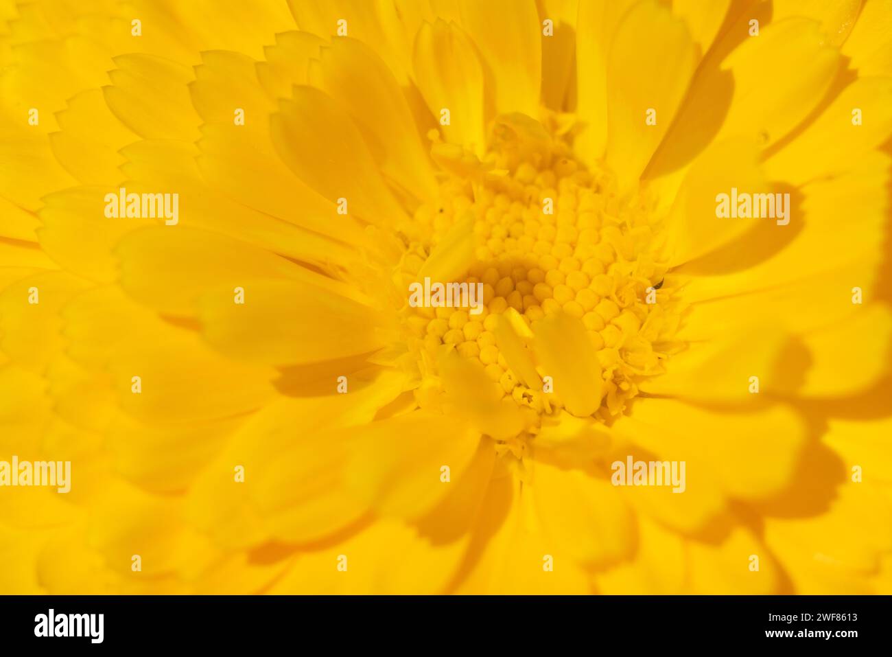 Close up on calendula flower. Macro Stock Photo