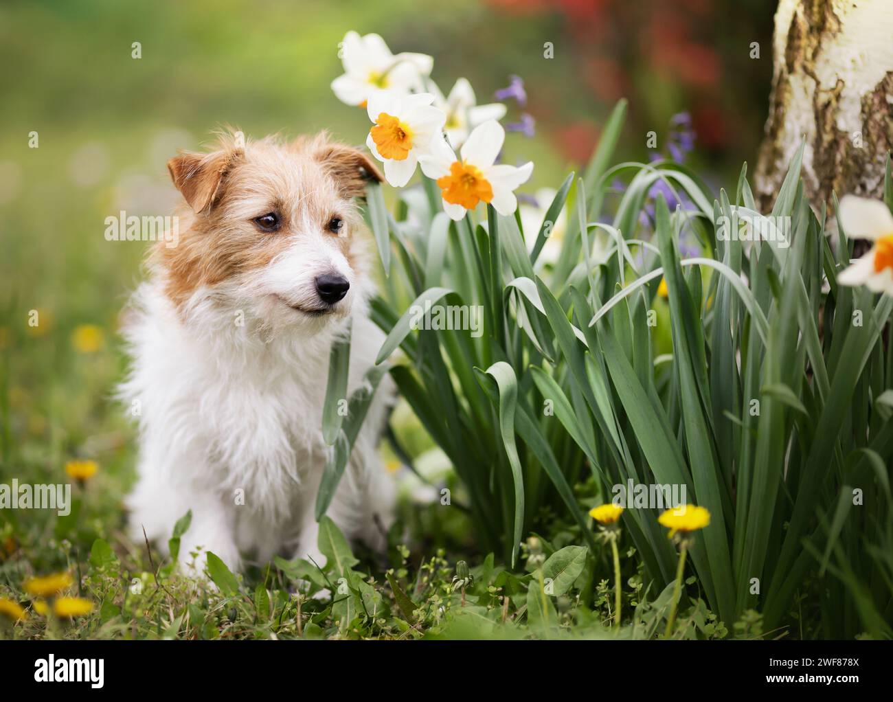 Happy cute pet dog puppy sitting next to easter daffodil flowers in