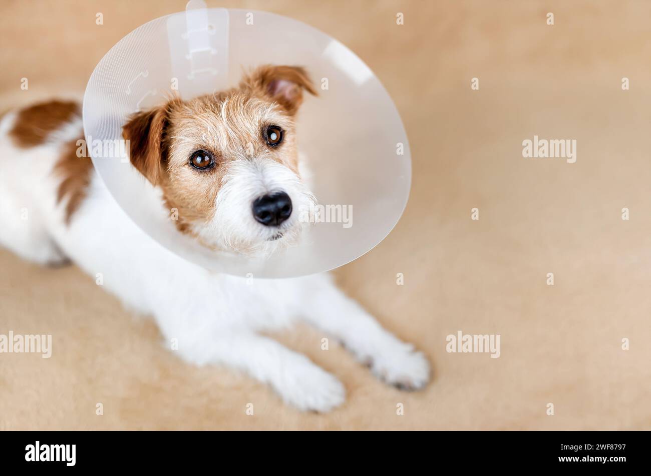 Face of a healthy cute recovering dog as wearing funnel collar