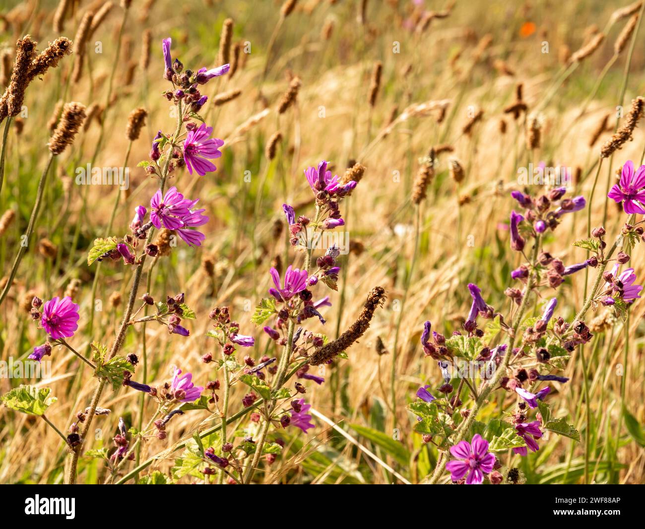 Common mallow, Malva sylvestris, blooming with mauve purple flowers growing in field of grass, Netherlands Stock Photo