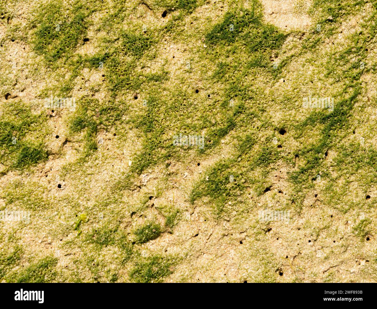 Layer of single-celled algae and other bacteria on mudflat of tidal flat at low tide of Slijkgat inlet of North Sea south of Rotterdam, Netherlands Stock Photo