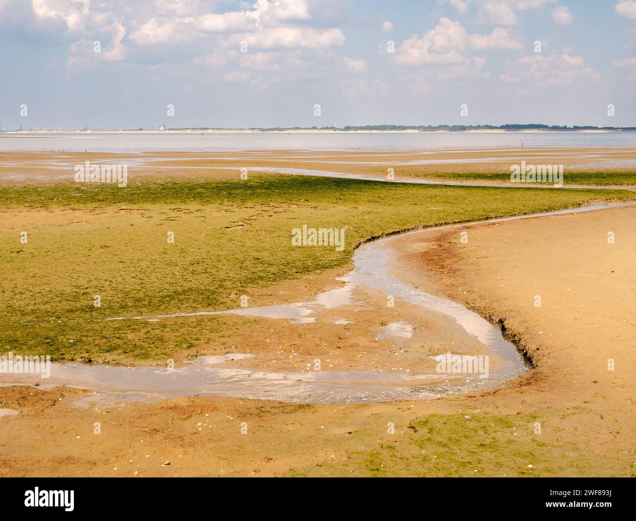 Mudflat with rill, algae and seaweed at low tide draining into Slijkgat channel, near nature reserve Kwade Hoek, Stellendam, Netherlands Stock Photo