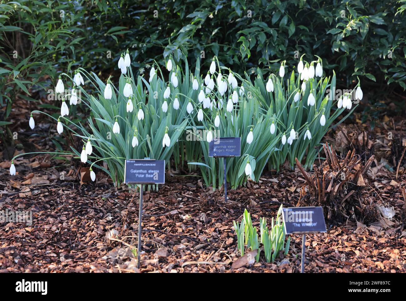 One of the best places to see snowdrops in London, following the trail round the historic Chelsea Psychic Garden, in January 2024, SW London, UK Stock Photo