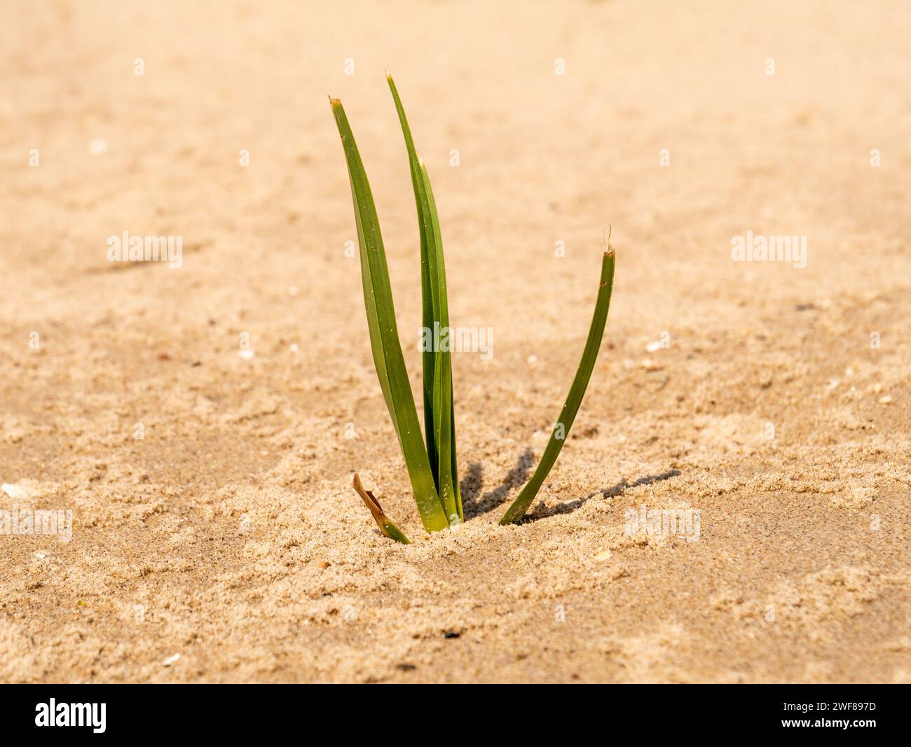 Common cordgrass, Spartina anglica, young plant on sandflat of tidal flat at low tide, Kwade Hoek, Goeree, Zuid-Holland, Netherlands Stock Photo