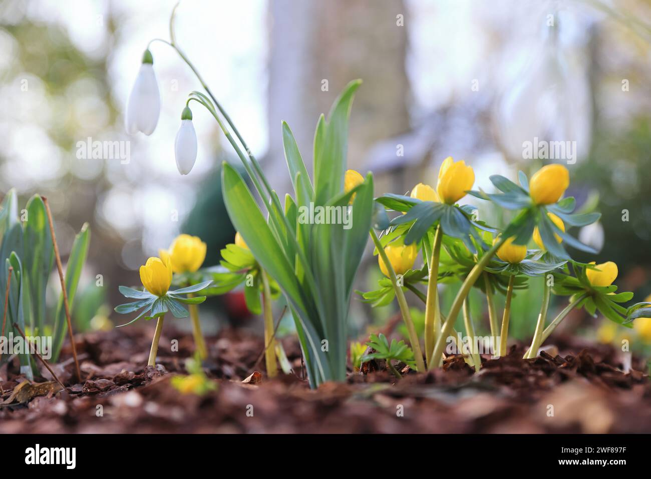 One of the best places to see snowdrops in London, following the trail ...