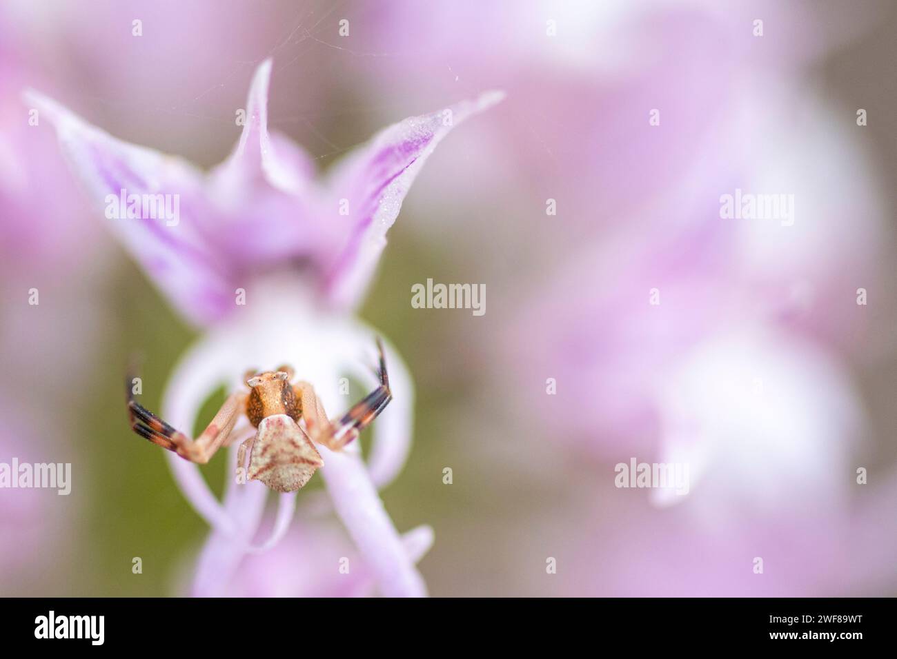 A macro image capturing the intriguing crab spider perched delicately on the petals of a blooming Orchis x Vibonae, showcasing nature's intricate inte Stock Photo