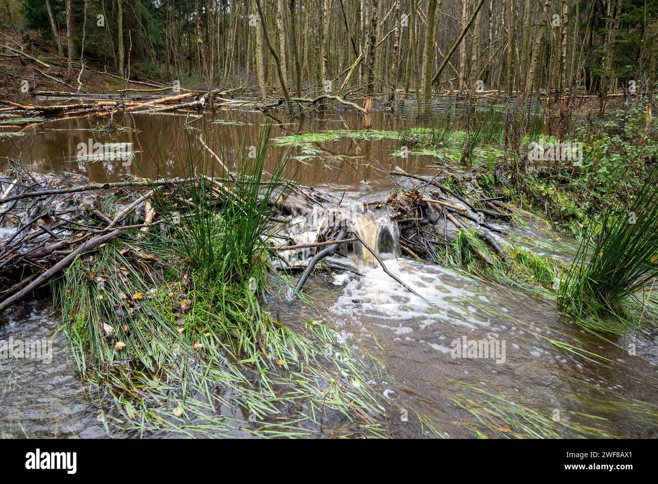Flooded beaver dams in Cropton Forest after heavy rain caused by storm