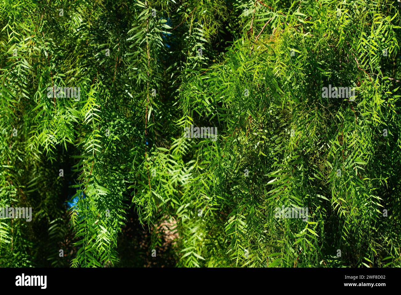 Pirul hi-res stock photography and images - Alamy