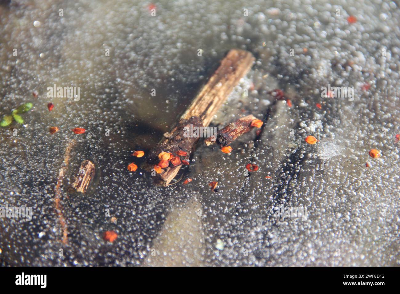 Autumn leaves under the ice of a pond, a lake Stock Photo