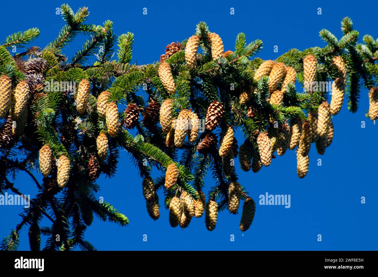 Sitka spruce (Picea sitchensis) cones, Oregon Dunes National Recreation Area, Oregon Stock Photo