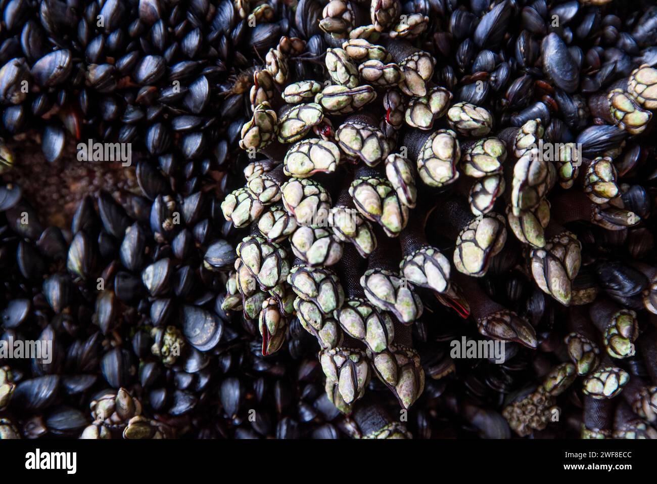 Seafood barnacle clinging to a rock over the ocean. Stock Photo